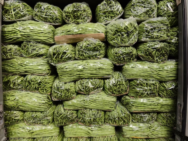 《架豆王豆角》青条豆角/辽宁新民产地直供/欢迎来电洽谈