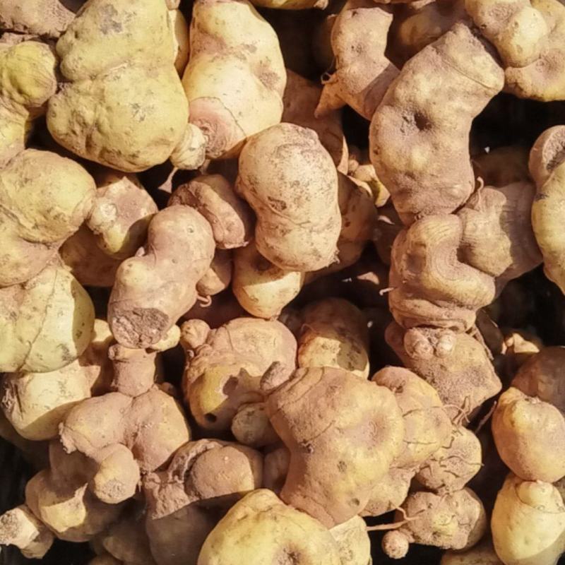 云南滇黄精大个鲜货，质量好，红花品种