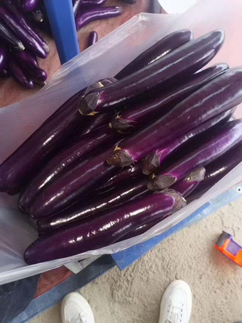 茄子通货紫长茄烧烤茄产地直发货源充足价格美丽