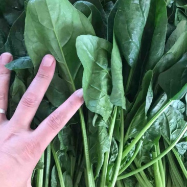 聊城大叶菠菜