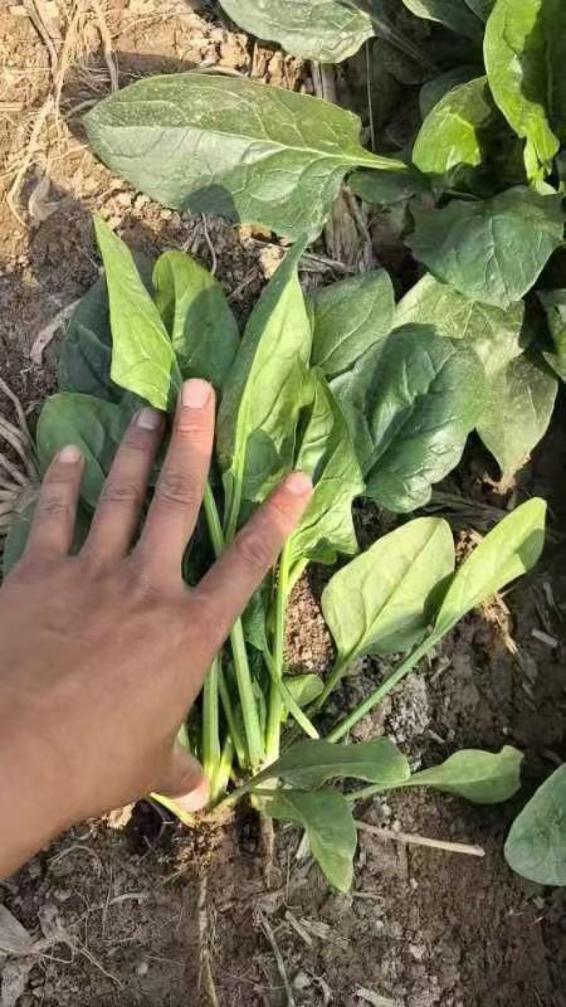 聊城大叶菠菜
