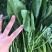 聊城大叶菠菜