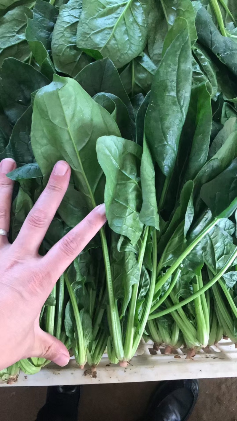 聊城大叶菠菜