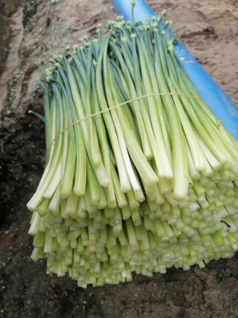 韭菜苔