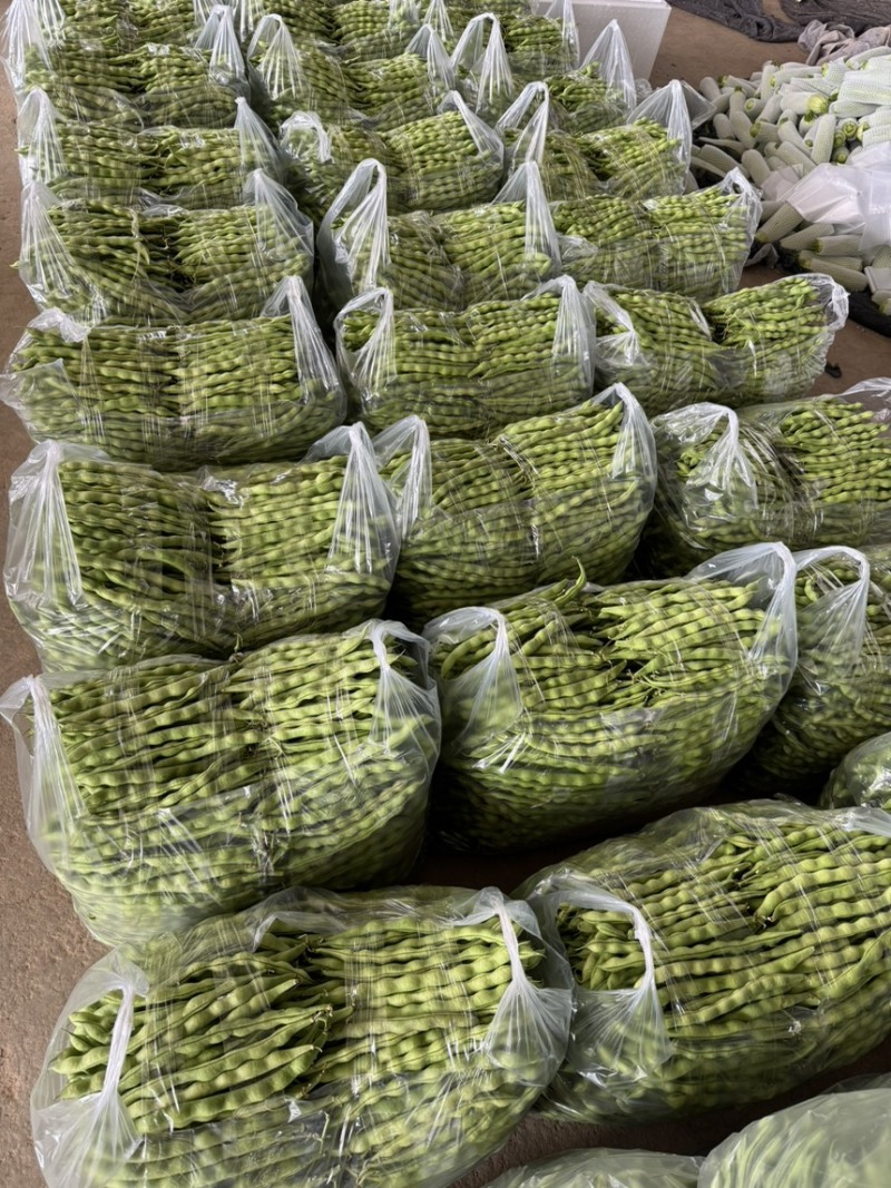 云南精品大青豆四季豆小金豆原产区直销全国发货