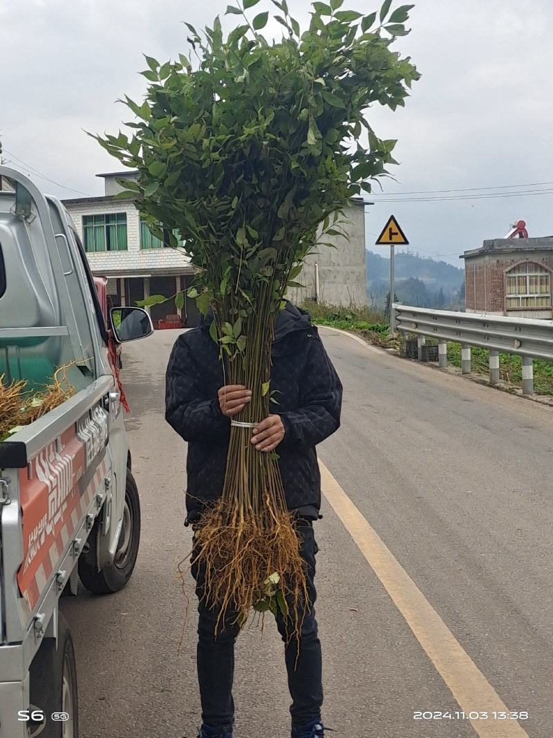 黄伯皮树苗
