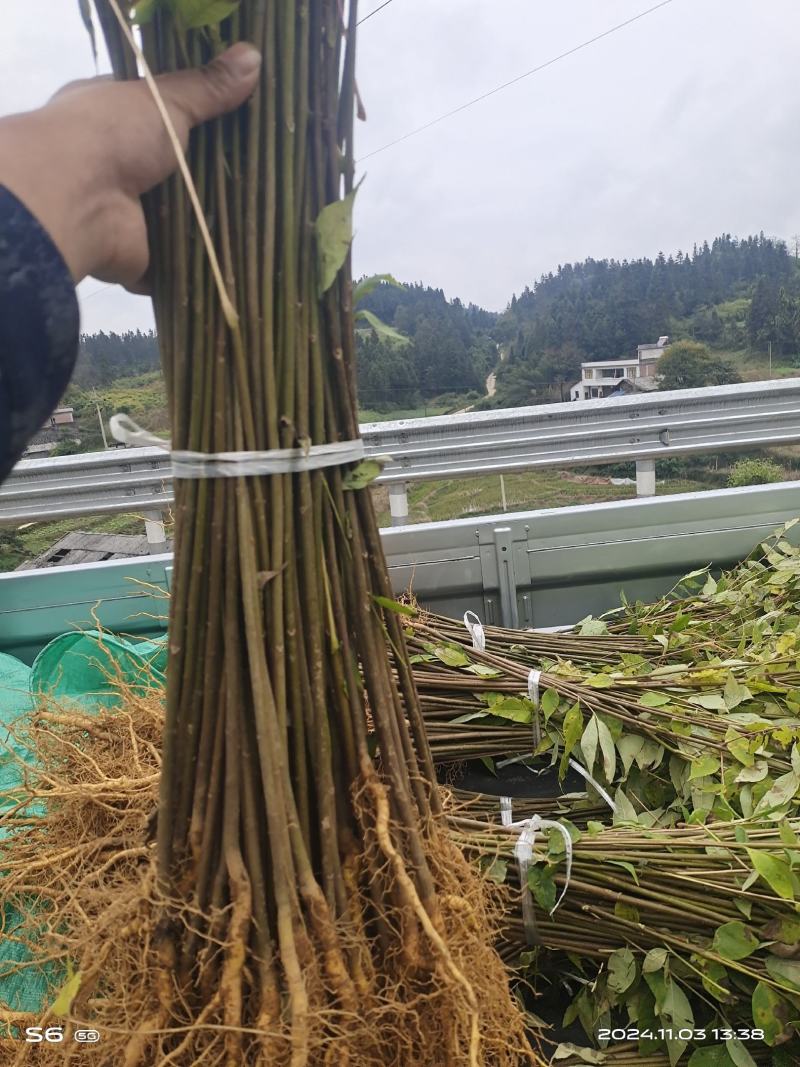 黄伯皮树苗