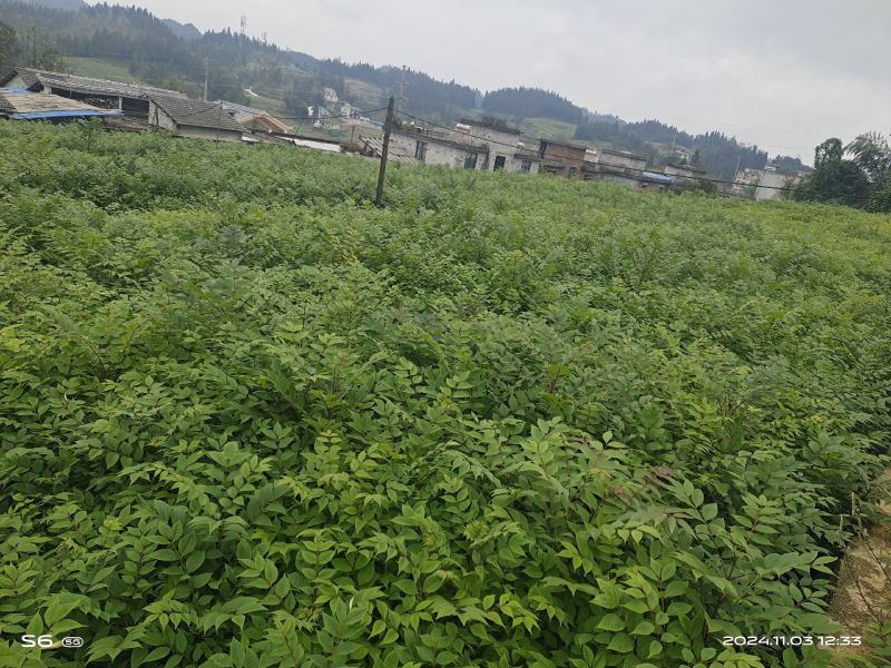 黄伯皮树苗