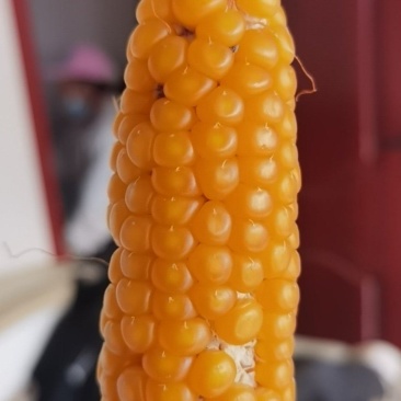 鸽粮玉米，籽粒饱满。大小粒适中。
