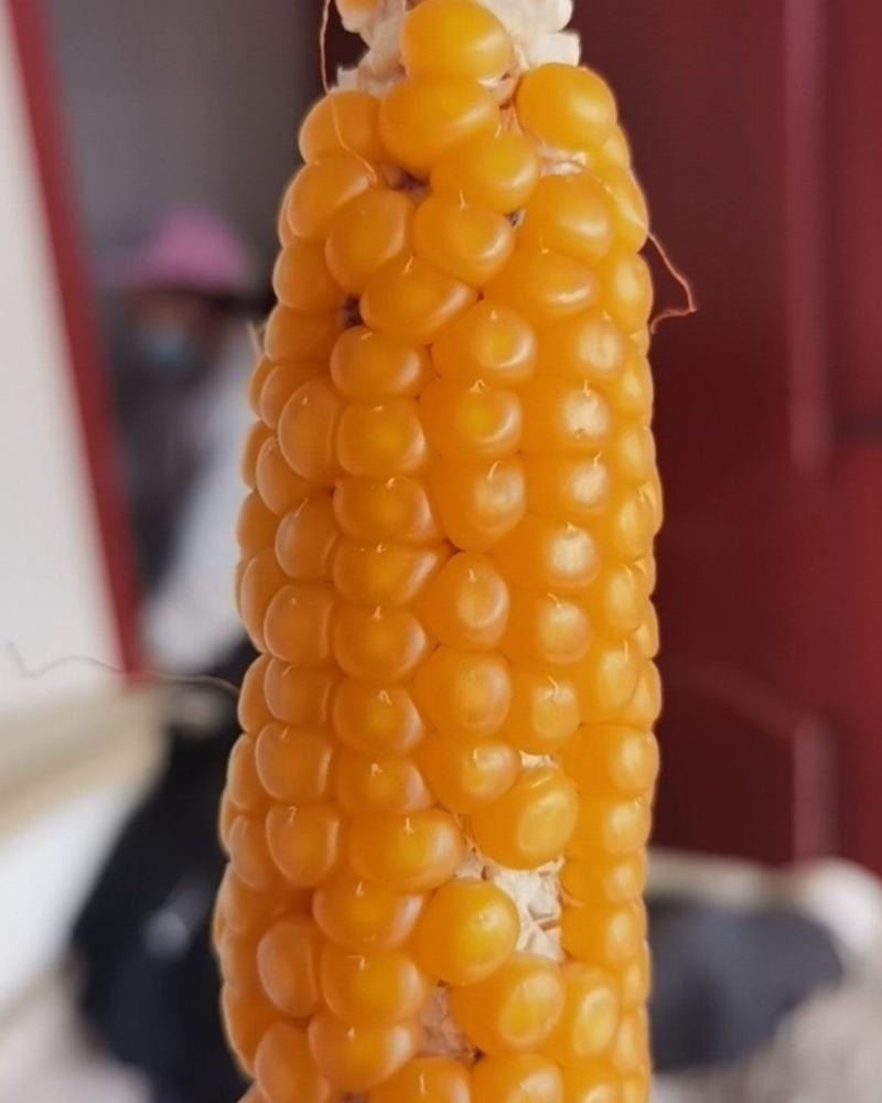 鸽粮玉米，籽粒饱满。大小粒适中。