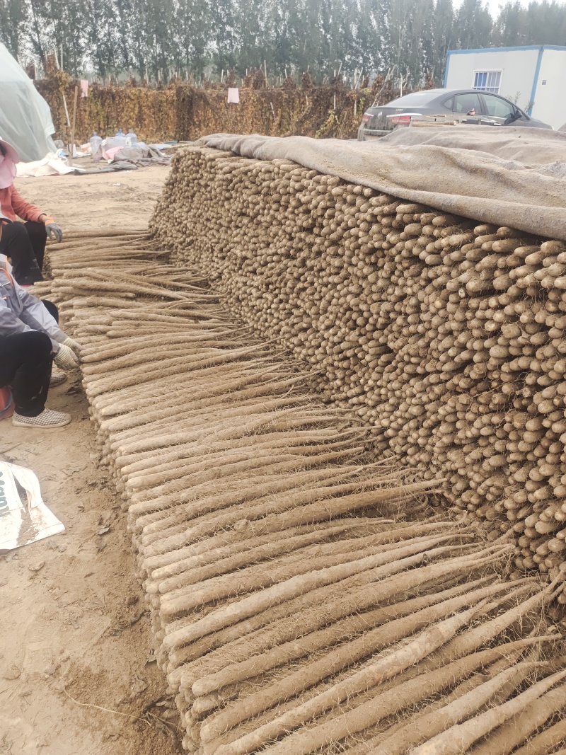 【实力】河南双棒山药大货质量好价位不高可视频看货