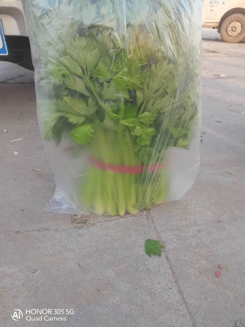 章丘大白菜，欢迎新老客户致电采购，量大，品质好，