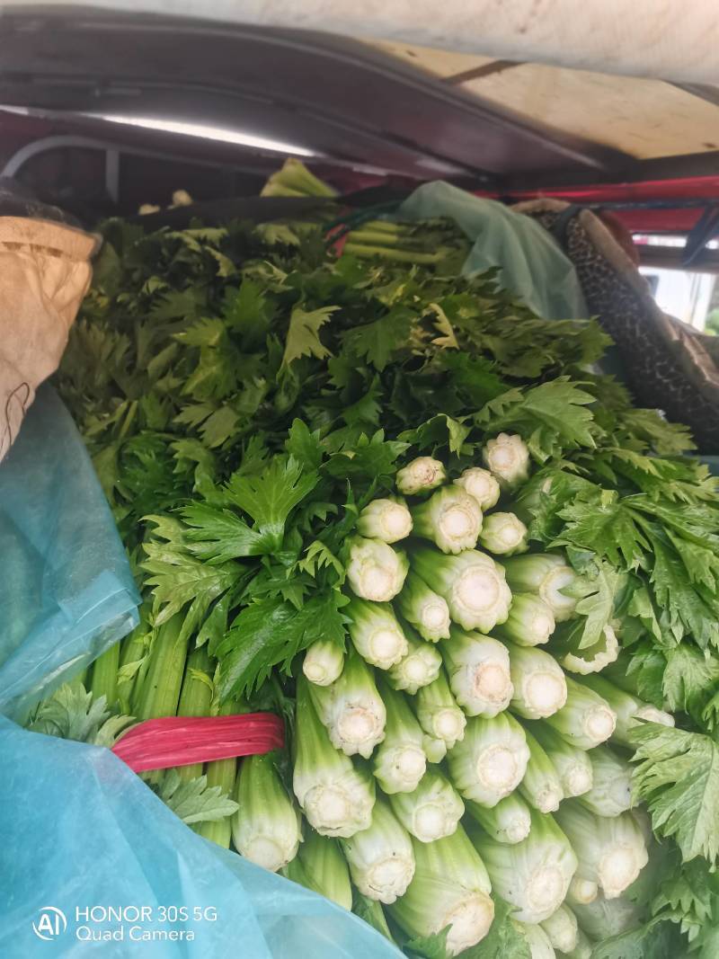 章丘大白菜，欢迎新老客户致电采购，量大，品质好，