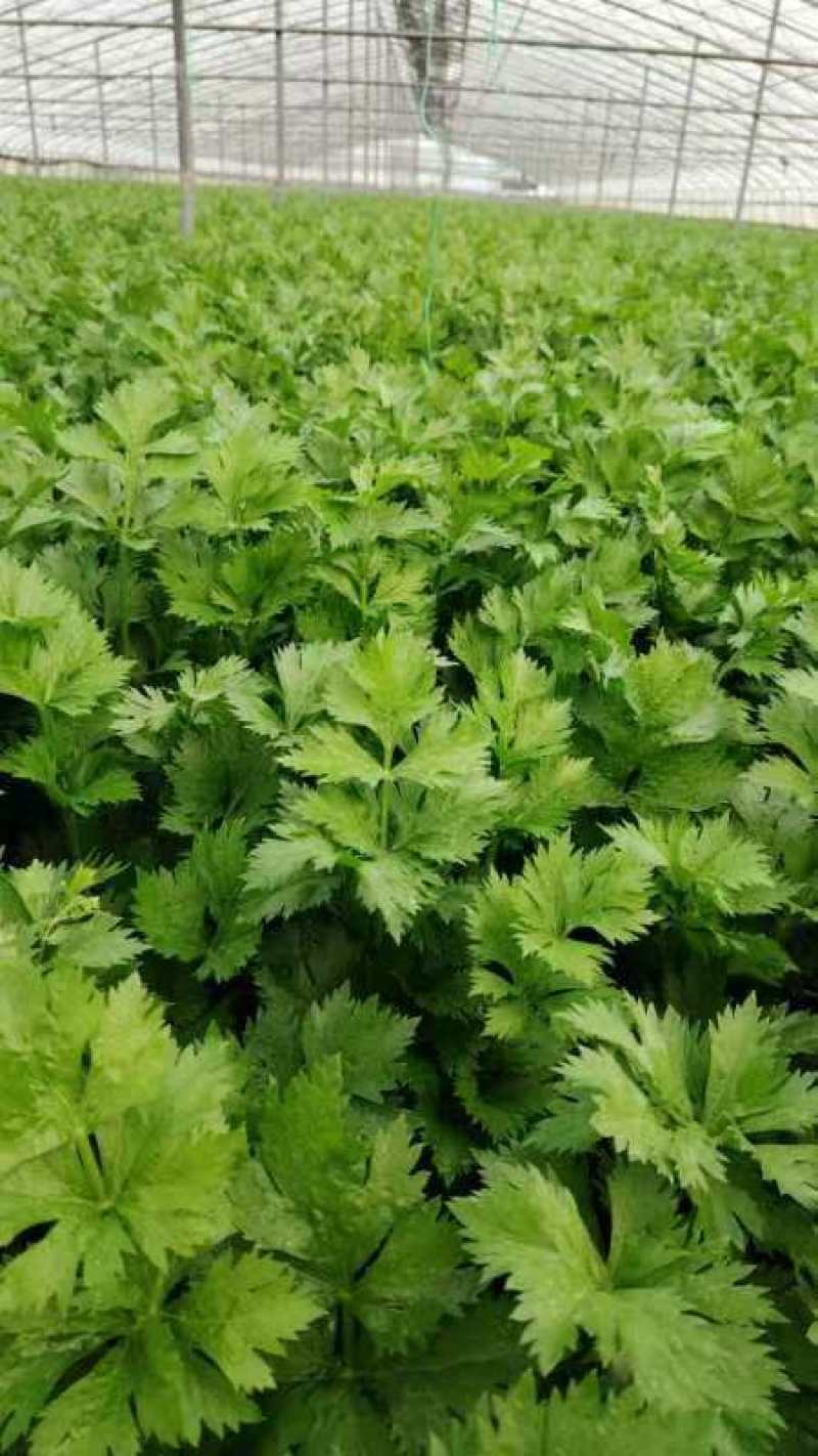 大棚芹菜，毛芹大量上市，一手货源，质量保证，欢迎采购。