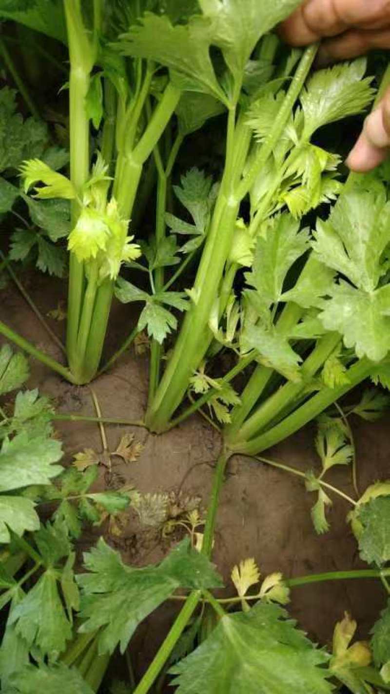 大棚芹菜，毛芹大量上市，一手货源，质量保证，欢迎采购。