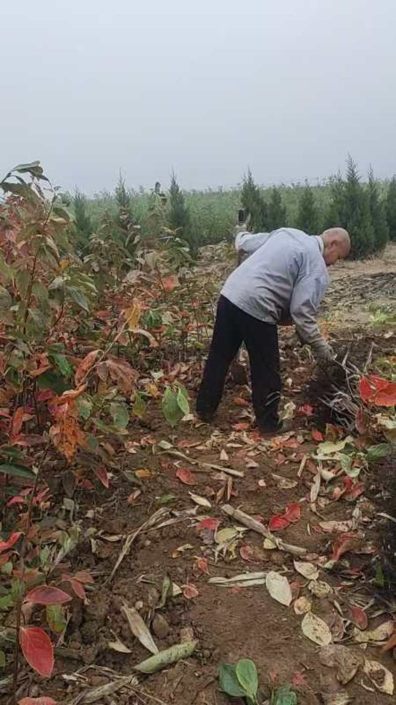 山西柿子苗，阳丰，火晶，品种优良，自产销售，量大价优