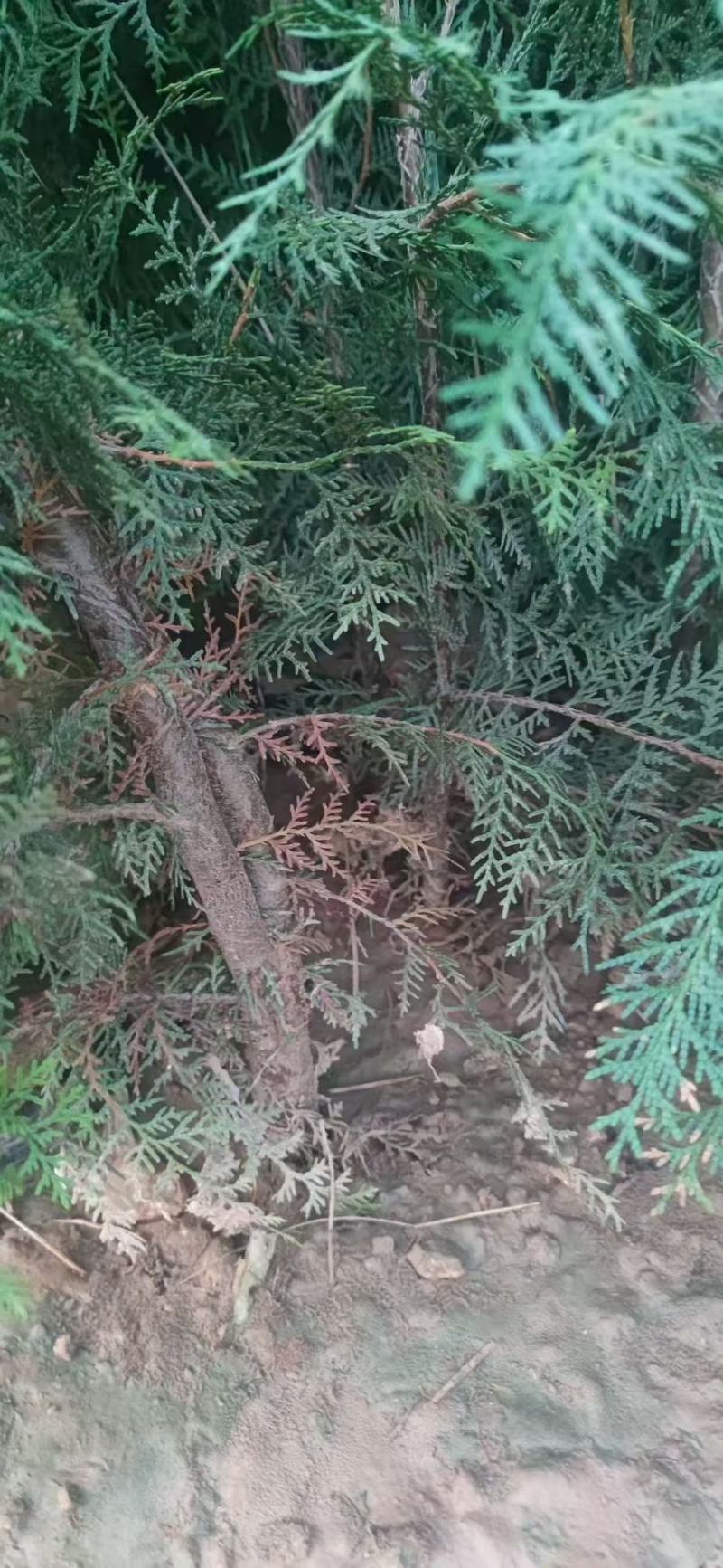 山西侧柏苗成活率高，货量充足