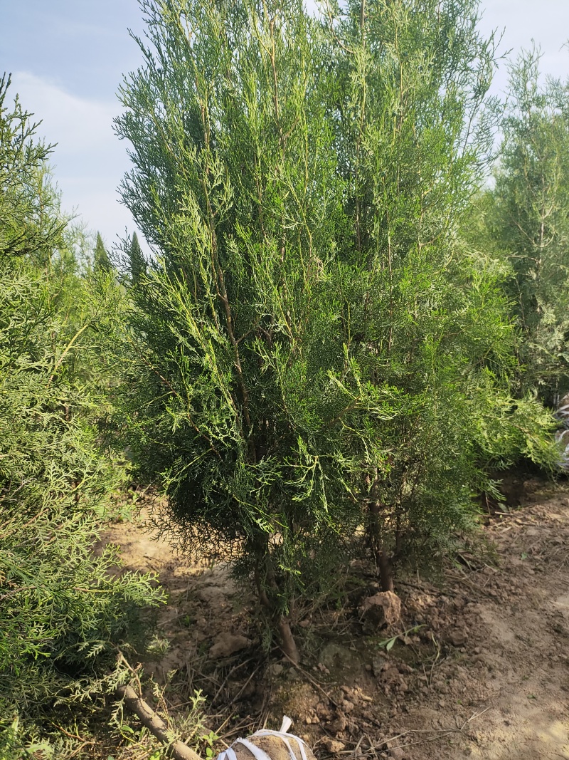 山西侧柏苗成活率高，货量充足