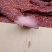 【卤味】猪肉猪肉大块麻辣五香现货批发
