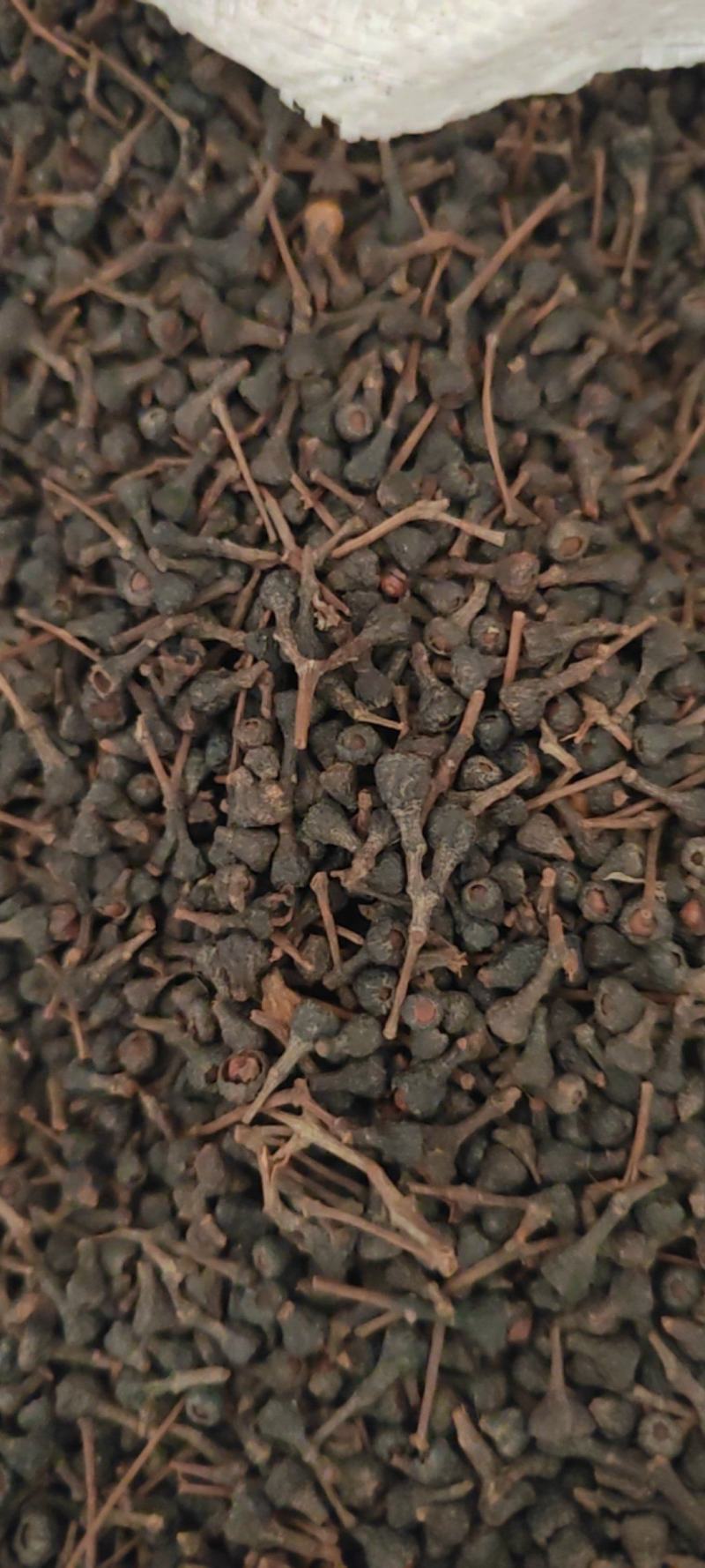 桂树子桂皮子桂子需要的可以下单，数量有限，先到先得