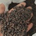 桂树子桂皮子桂子需要的可以下单，数量有限，先到先得