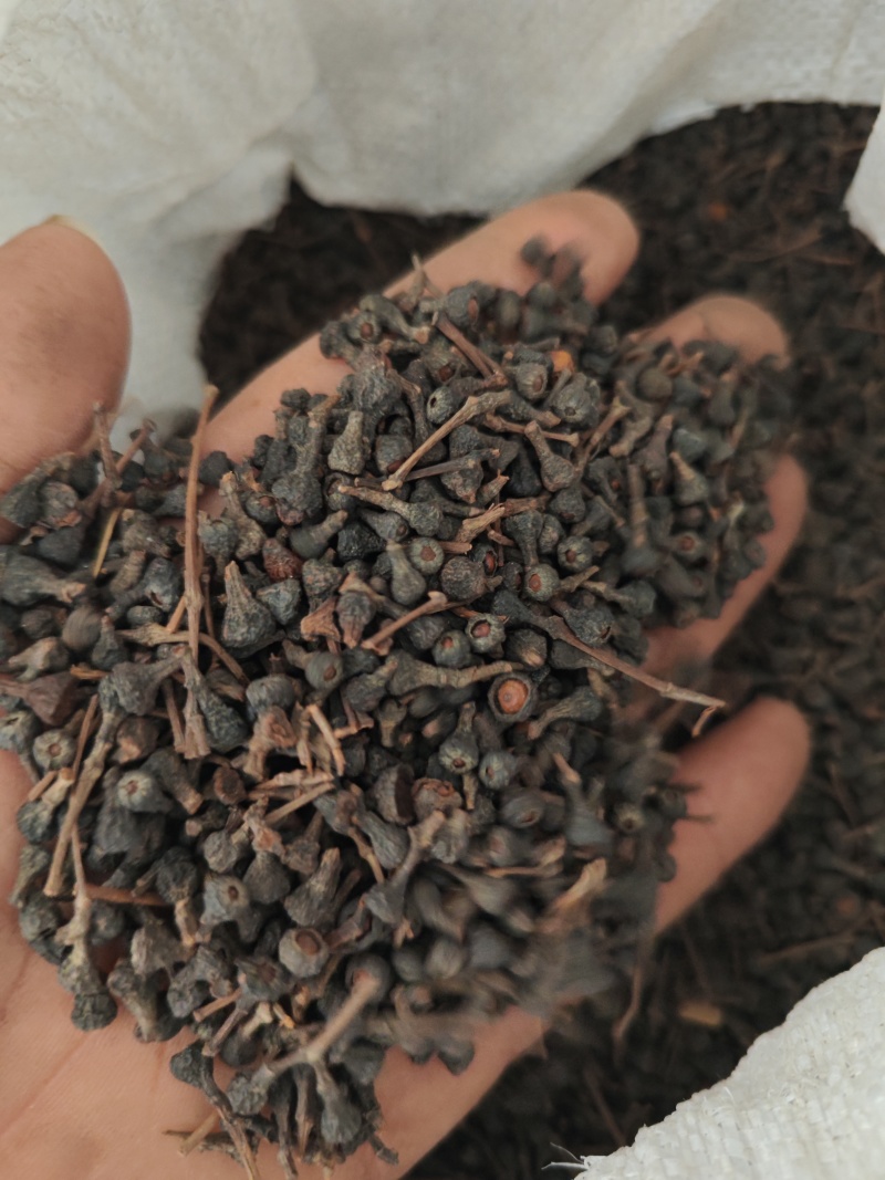 桂树子桂皮子桂子需要的可以下单，数量有限，先到先得