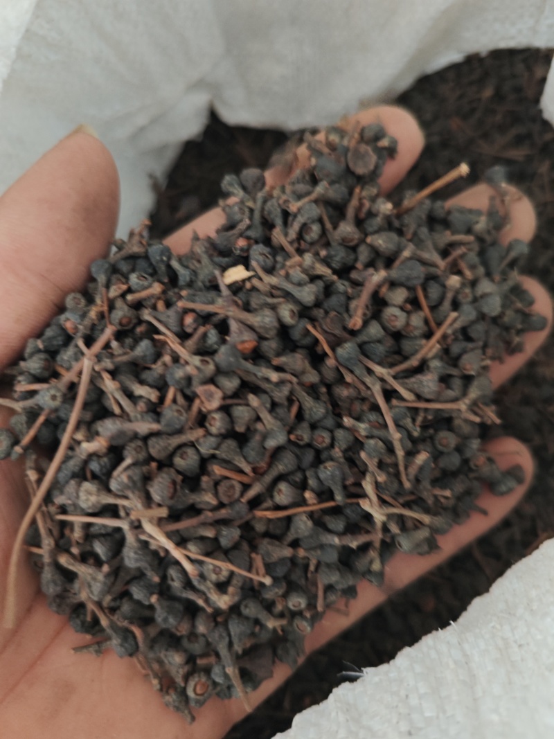 桂树子桂皮子桂子需要的可以下单，数量有限，先到先得