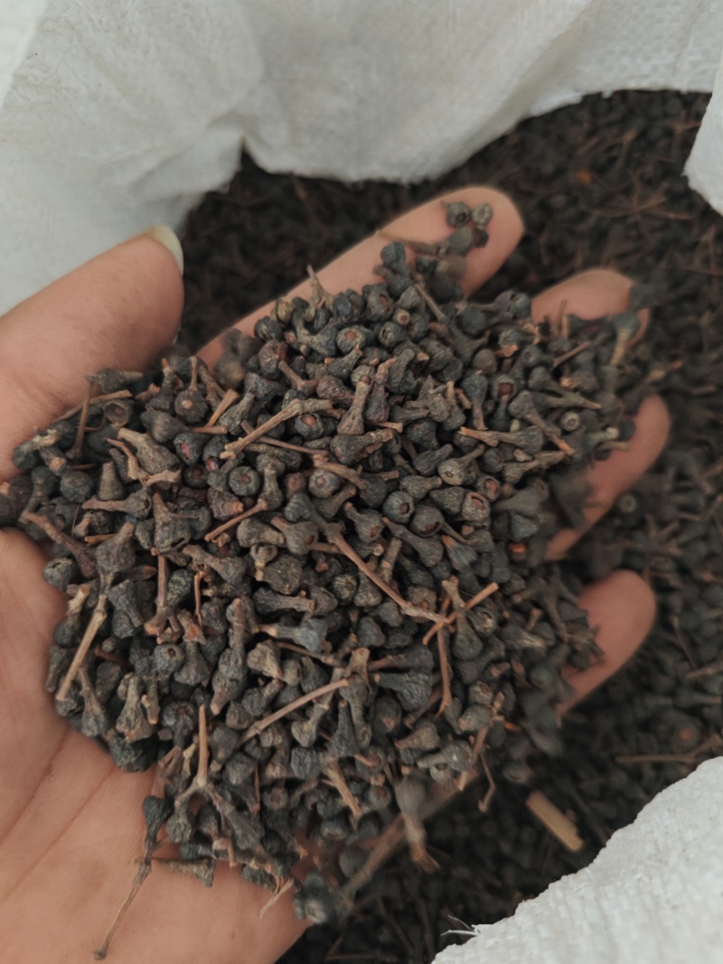 桂树子桂皮子桂子需要的可以下单，数量有限，先到先得