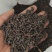 桂树子桂皮子桂子需要的可以下单，数量有限，先到先得