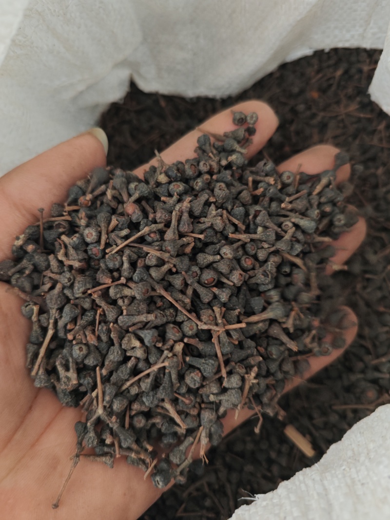 桂树子桂皮子桂子需要的可以下单，数量有限，先到先得