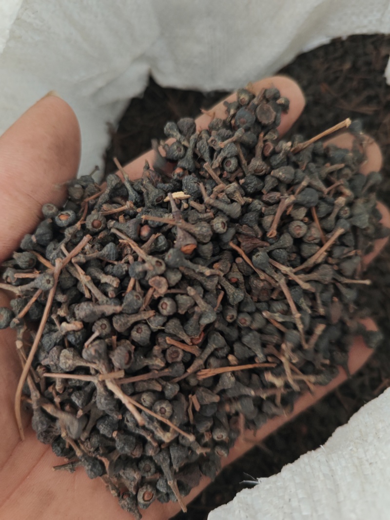 桂树子桂皮子桂子需要的可以下单，数量有限，先到先得
