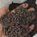 桂树子桂皮子桂子需要的可以下单，数量有限，先到先得