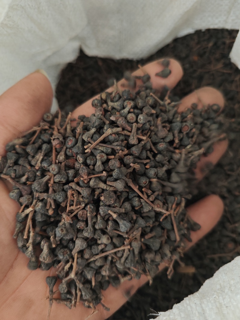 桂树子桂皮子桂子需要的可以下单，数量有限，先到先得