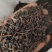桂树子桂皮子桂子需要的可以下单，数量有限，先到先得