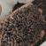 桂树子桂皮子桂子需要的可以下单，数量有限，先到先得