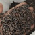 桂树子桂皮子桂子需要的可以下单，数量有限，先到先得