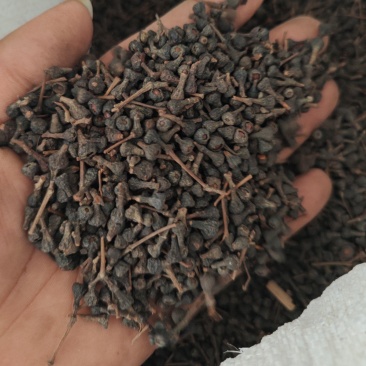 桂树子桂皮子桂子需要的可以下单，数量有限，先到先得