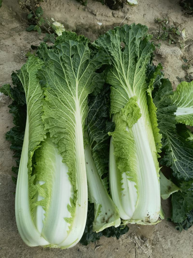 山东白菜青帮津育80自产自销，产地一手货源，欢迎电联