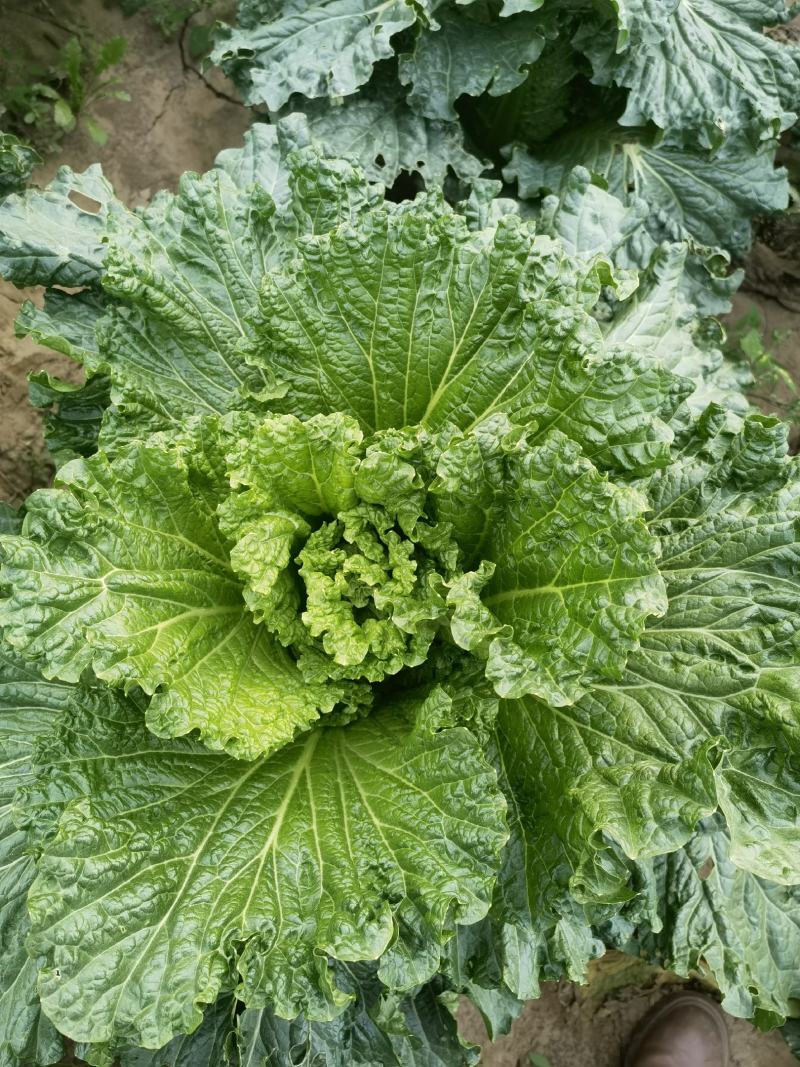 山东白菜青帮津育80自产自销，产地一手货源，欢迎电联