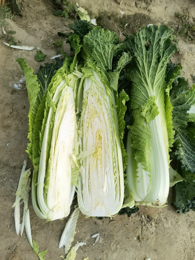 山东白菜青帮津育80自产自销，产地一手货源，欢迎电联