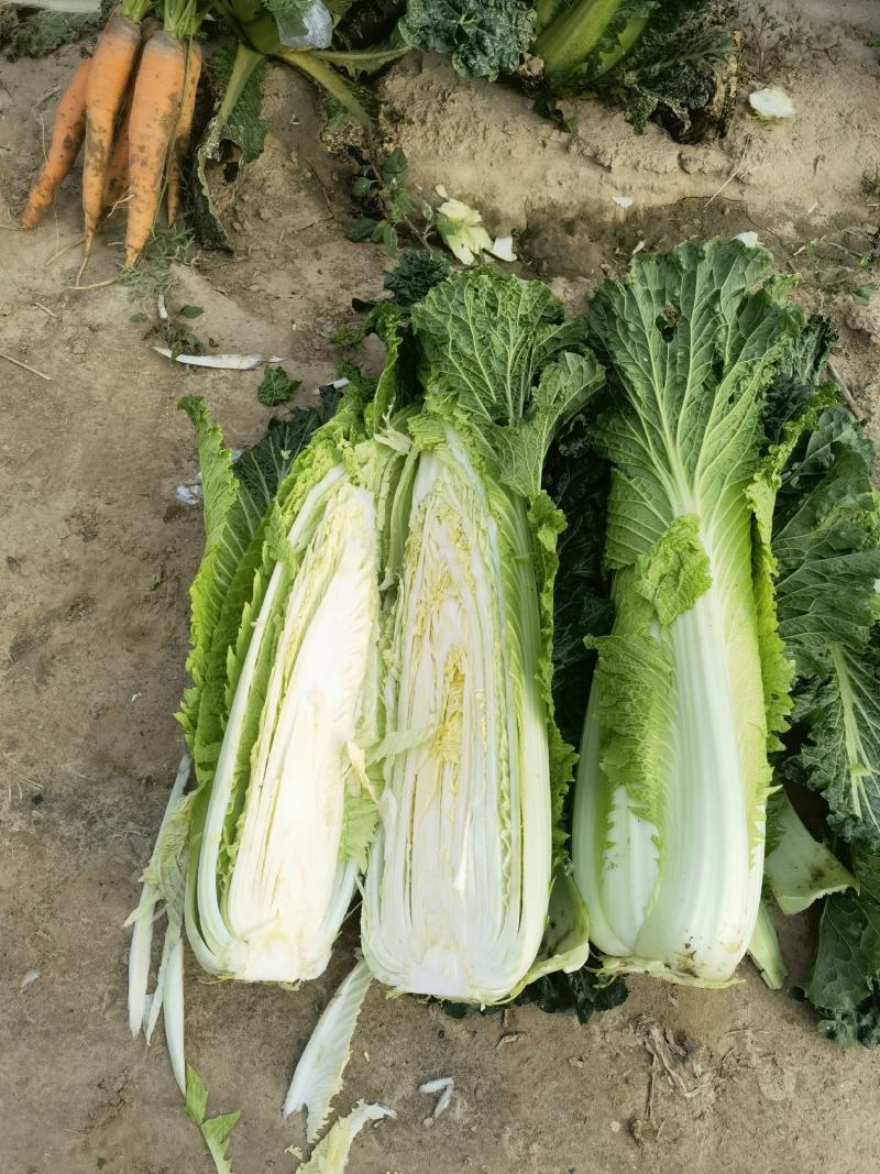 山东白菜青帮津育80自产自销，产地一手货源，欢迎电联