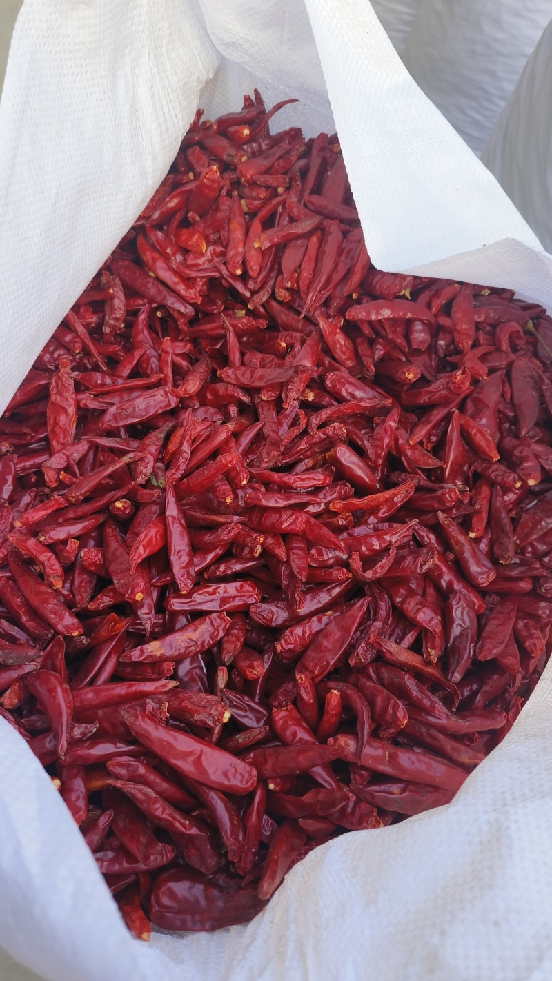 河南精品三樱椒，子弹头，一手货源，品质保证，量大从优。