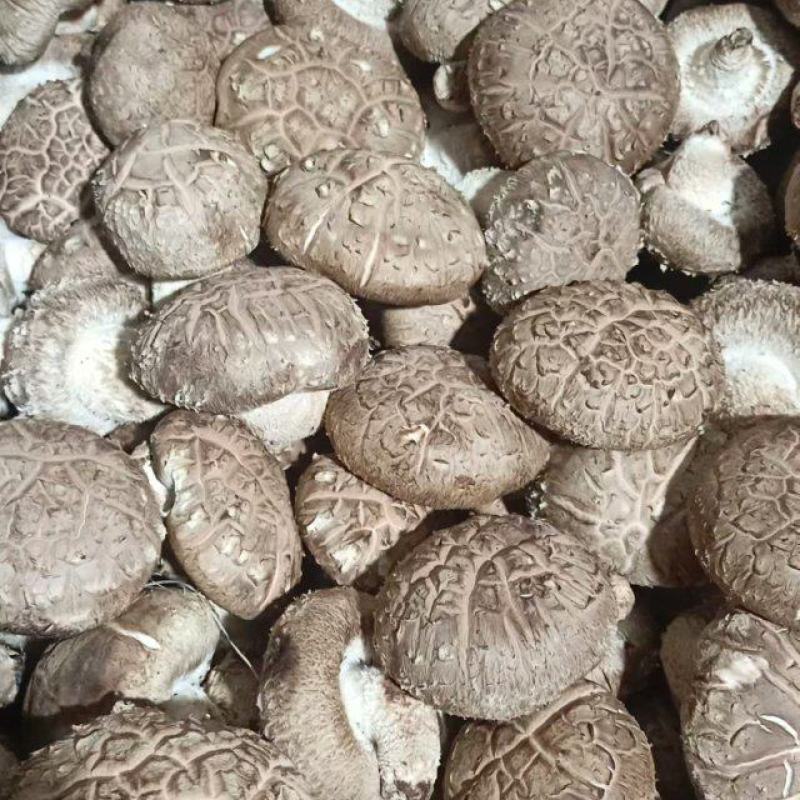 鲜香菇花菇白面菇产地供货现采现发优质货源对接市场