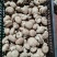 鲜香菇花菇白面菇产地供货现采现发优质货源对接市场