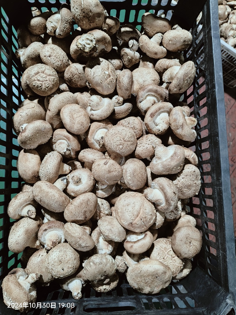 鲜香菇花菇白面菇产地供货现采现发优质货源对接市场
