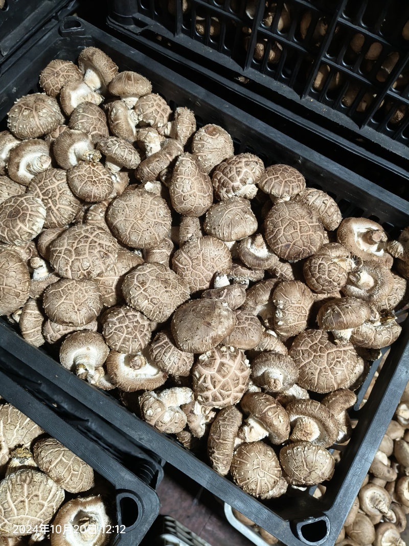湖北花菇产地供货现采现发量大对接市场