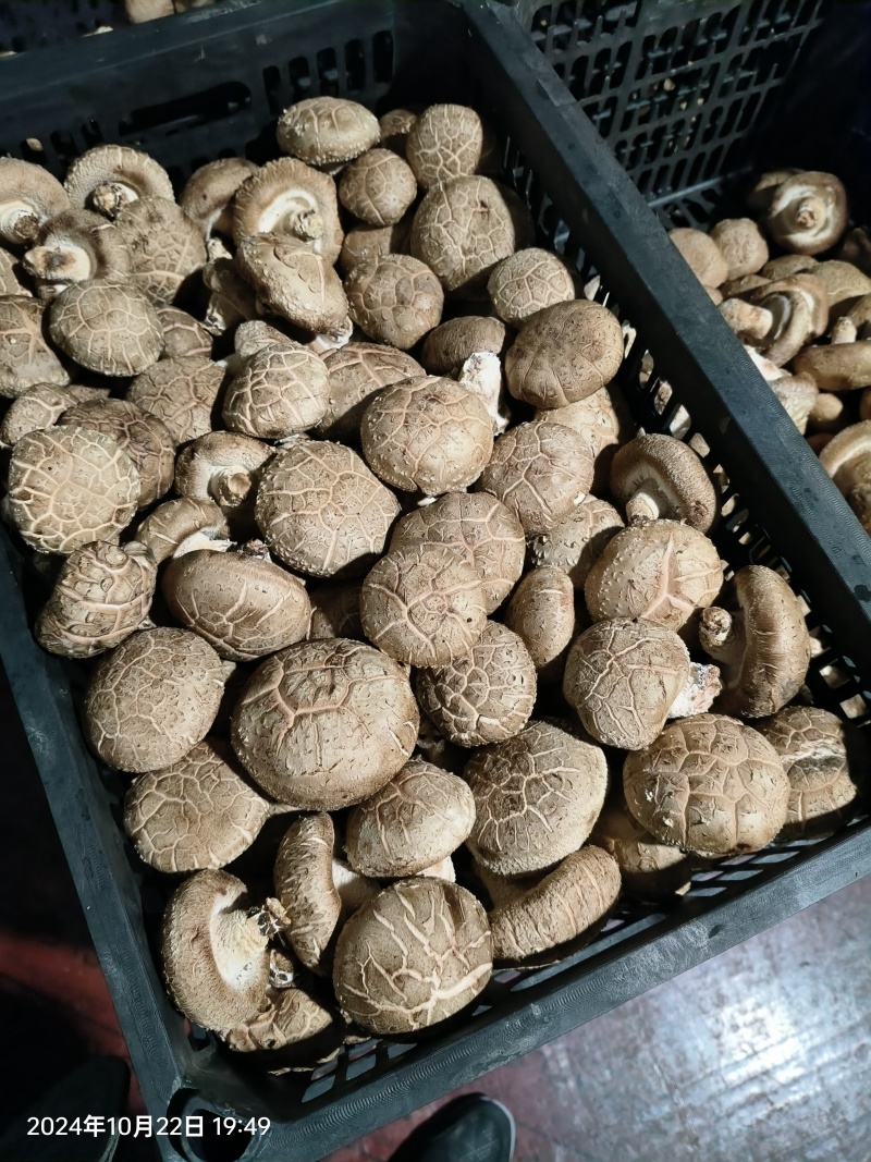 湖北花菇产地供货现采现发量大对接市场