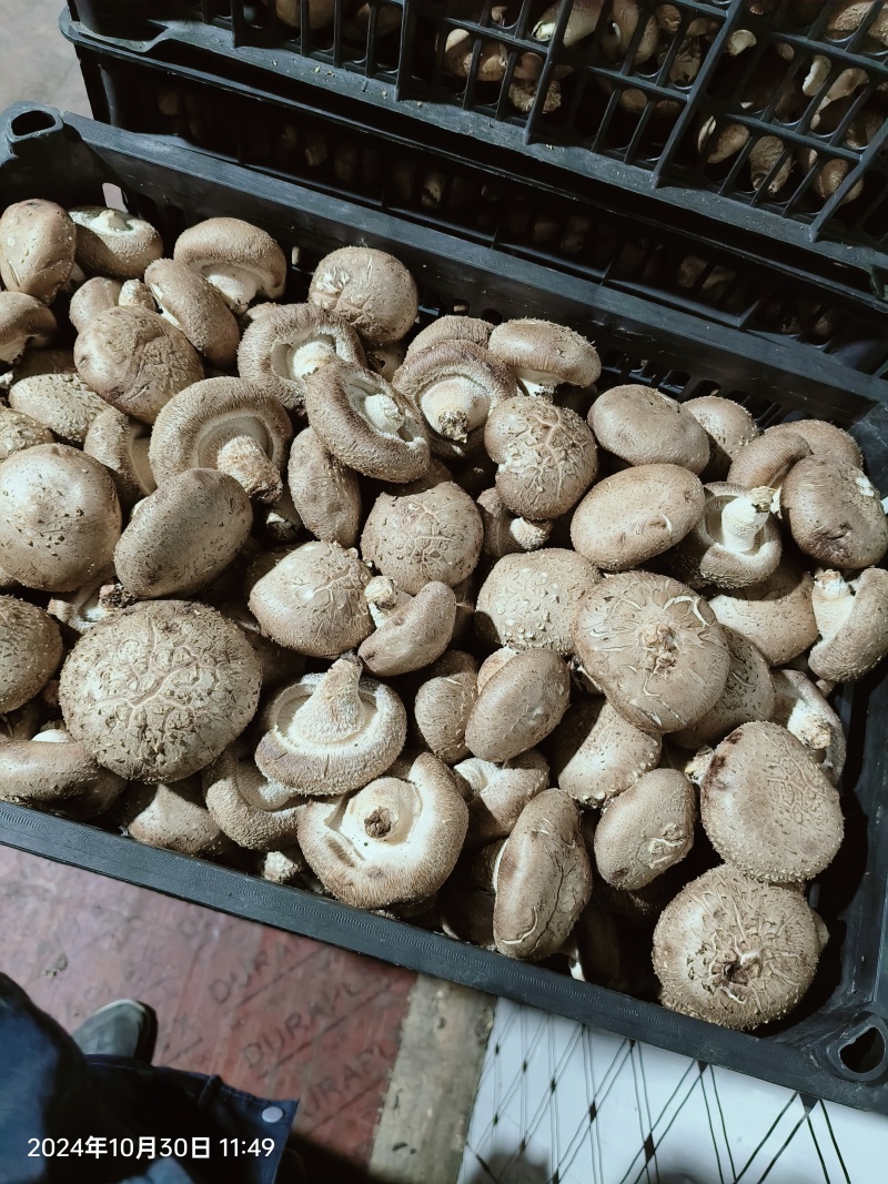 湖北花菇产地供货现采现发量大对接市场