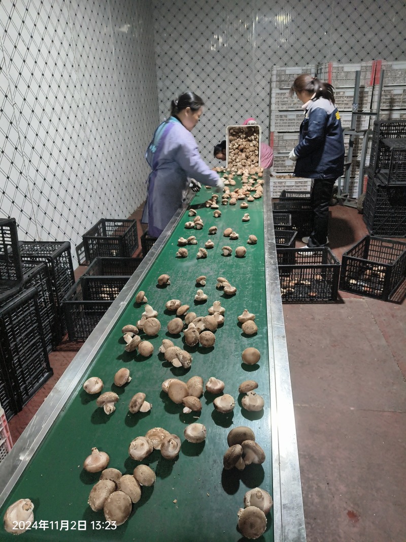 鲜香菇花菇白面菇产地供货现采现发优质货源对接市场