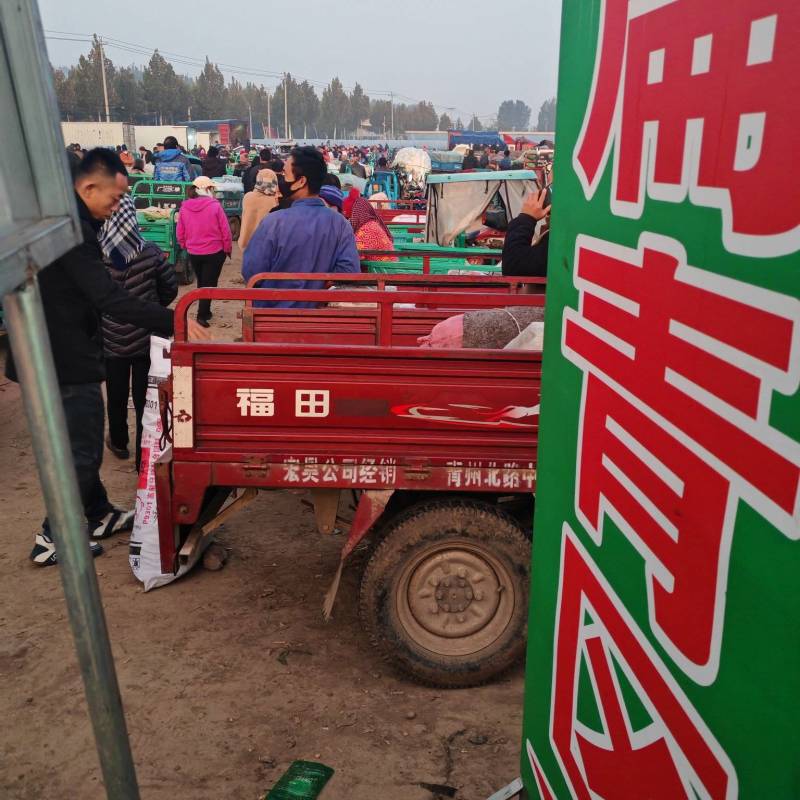 扁青芸豆精品货赶集货电商货负责找车还有其他蔬菜代办代发